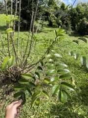 Zanthoxylum caribaeum
