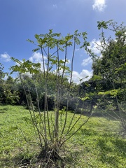 Zanthoxylum caribaeum