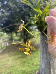 Oncidium altissimum