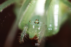 Araneus uniformis