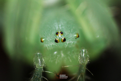 Araneus uniformis