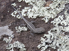 Liolaemus tandiliensis