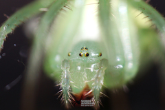 Araneus uniformis