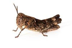 Austroicetes