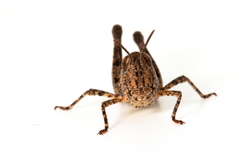 Austroicetes