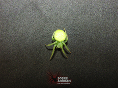 Araneus uniformis