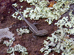 Liolaemus tandiliensis