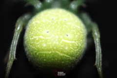 Araneus uniformis