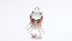 Araneus horizonte