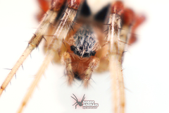 Araneus horizonte