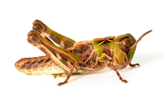 Chortoicetes terminifera