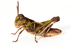 Chortoicetes terminifera