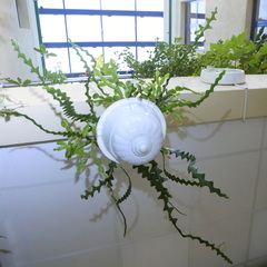 Selenicereus anthonyanus