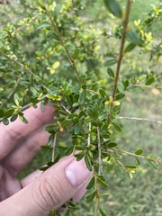 Neea buxifolia