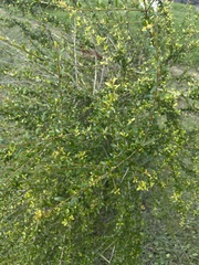 Neea buxifolia
