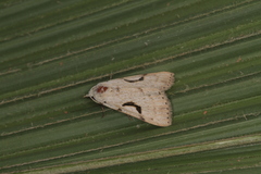 Herminodes subclara
