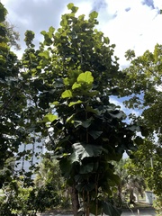 Coccoloba pubescens