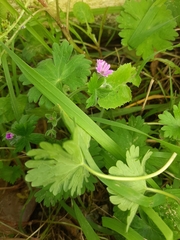 Geranium molle