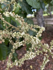 Cupania triquetra