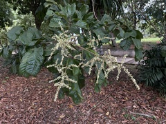 Cupania triquetra