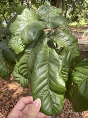Cupania triquetra