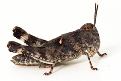 Austroicetes