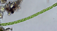 Ulothrix
