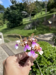 Psychilis macconnelliae