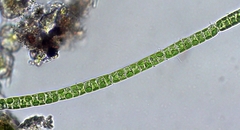 Ulothrix