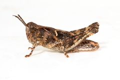 Austroicetes