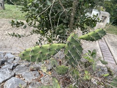 Opuntia triacanthos