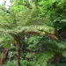 Scaly Tree Fern - Photo (c) Jakob Fahr, some rights reserved (CC BY-NC), uploaded by Jakob Fahr