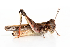 Austroicetes pusilla