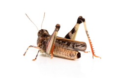 Austroicetes pusilla