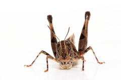 Austroicetes pusilla