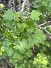 Ribes malvaceum malvaceum