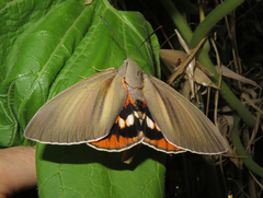 Paysandisia archon