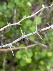Ribes malvaceum malvaceum