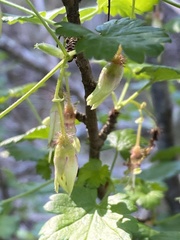 Ribes malvaceum malvaceum