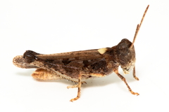 Austroicetes pusilla