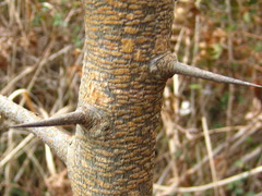 Maclura