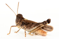 Austroicetes pusilla