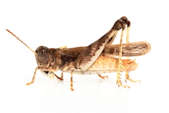 Austroicetes pusilla