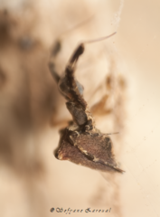 Uloborus plumipes