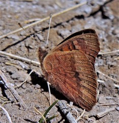 Junonia vestina livia