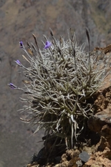 Tillandsia paleacea