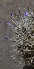 Tillandsia paleacea