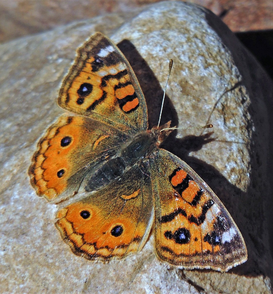 Junonia vestina