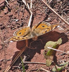 Junonia vestina livia
