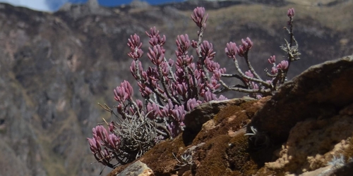 Oxalis teneriensis